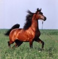 /album/les-chevaux/normal-arabe-1-jpg/